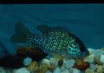 Pumpkinseed Sunfish