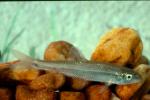 Fallfish