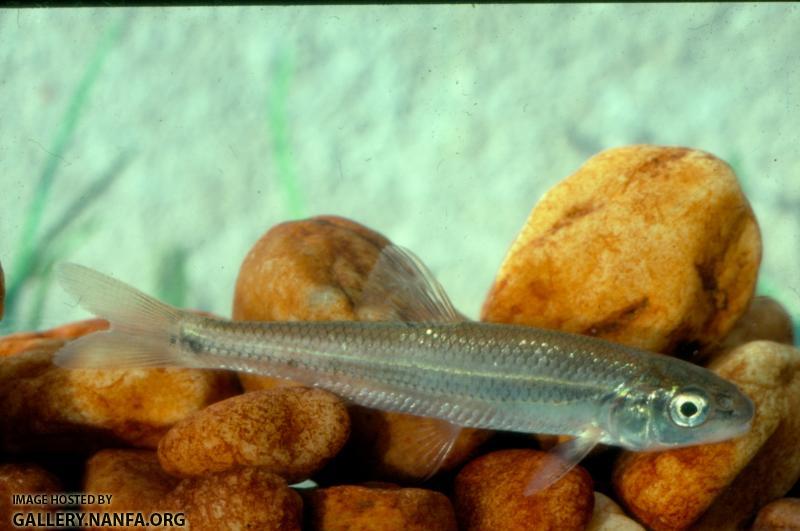 Fallfish