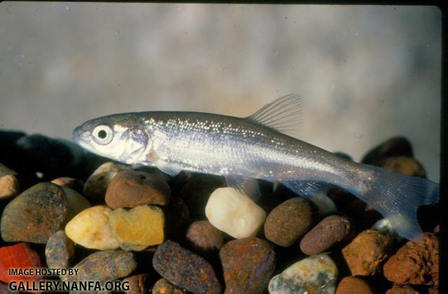 Hardhead Chub
