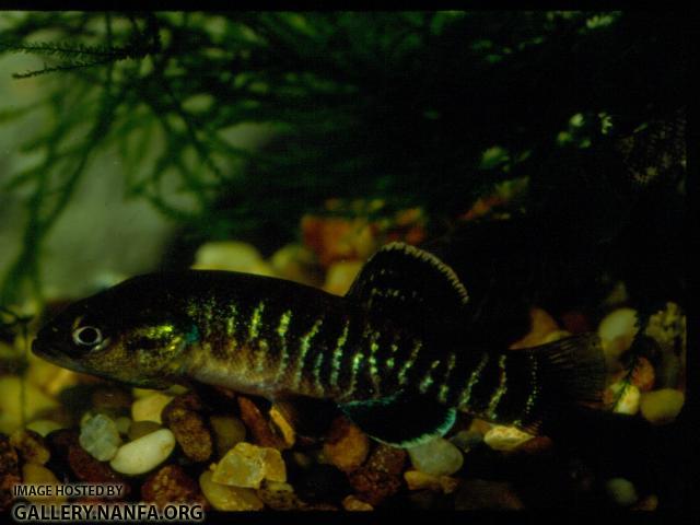 Olympic Mudminnow (2)