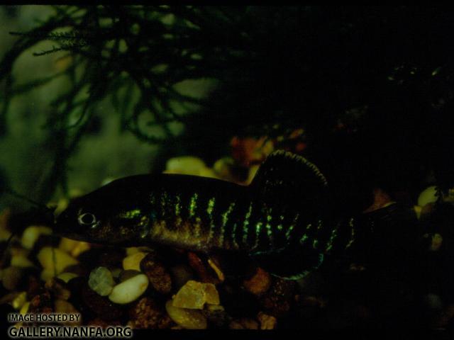 Olympic Mudminnow (3)