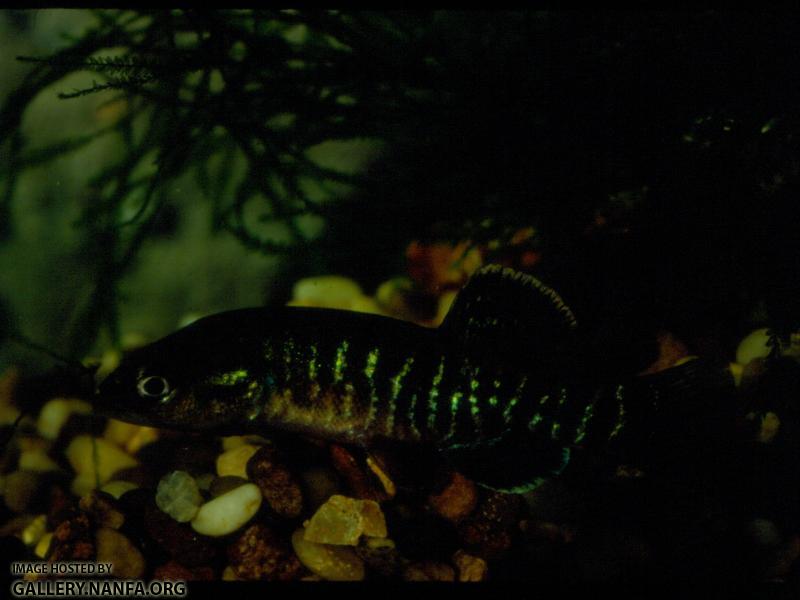Olympic Mudminnow (3)