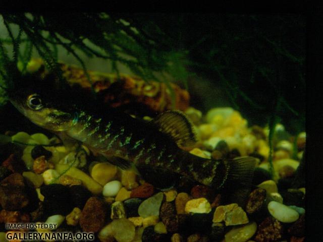 Olympic Mudminnow (4)