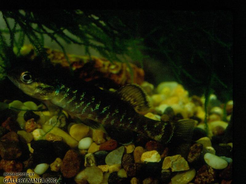 Olympic Mudminnow (4)