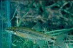 Longnose Dace (2)