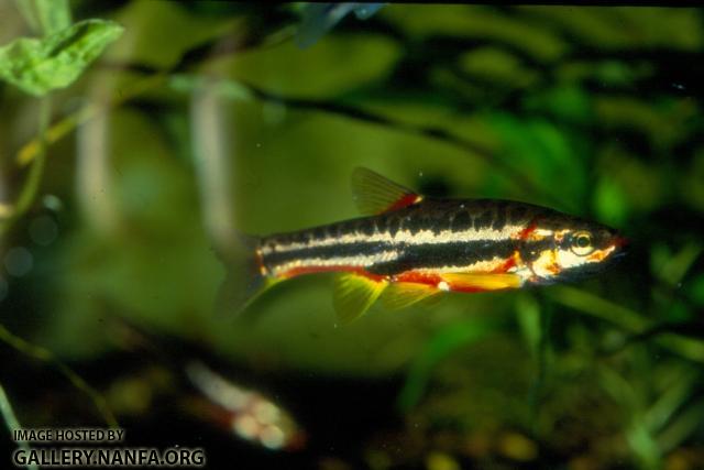 Mountain Redbelly Dace (2)