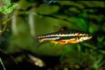 Mountain Redbelly Dace (2)