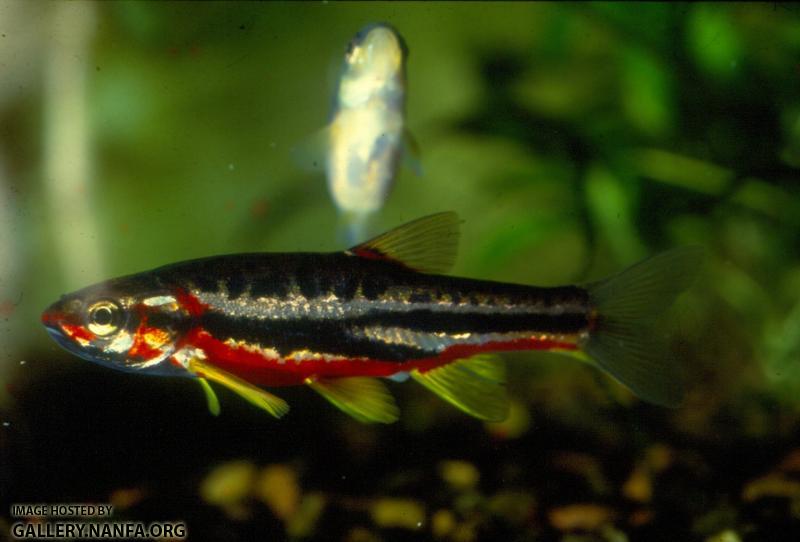 Mountain Redbelly Dace (4)