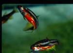 Mountain Redbelly Dace (5)