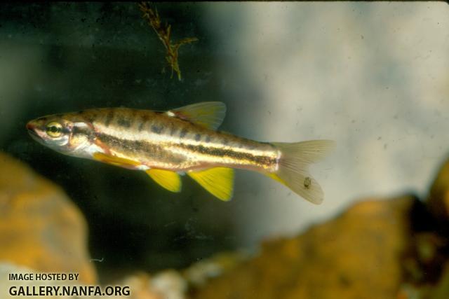 Mountain Redbelly Dace (6)