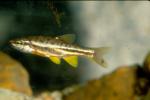 Mountain Redbelly Dace (6)