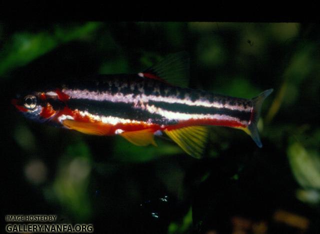 Mountain Redbelly Dace (7)