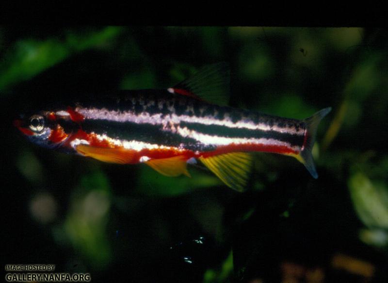 Mountain Redbelly Dace (7)