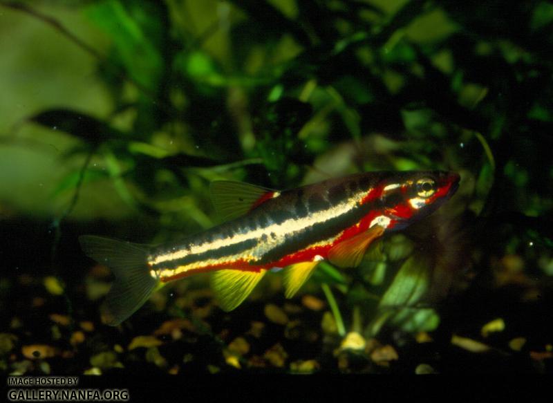 Mountain Redbelly Dace (8)