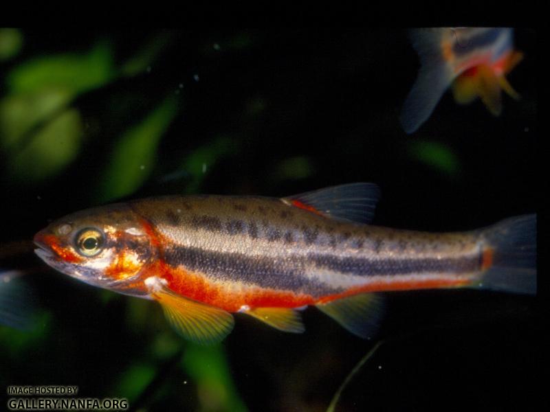 Mountain Redbelly Dace (9)