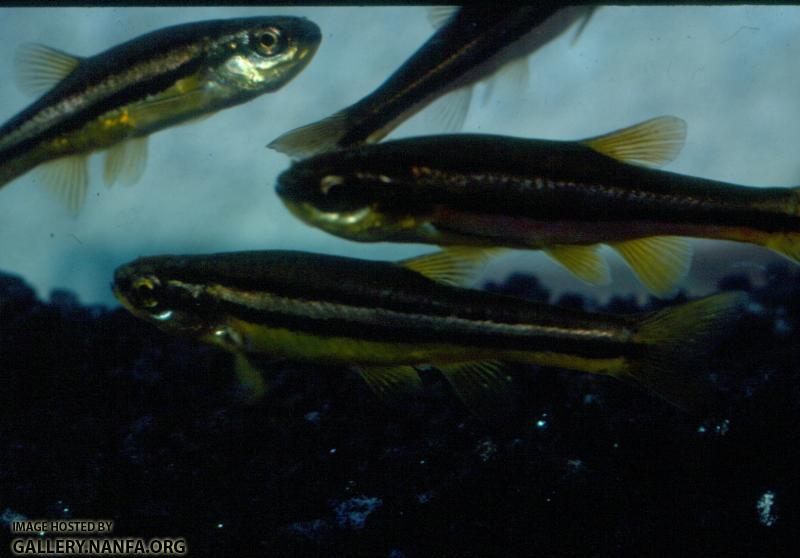Northern Redbelly Dace (5)