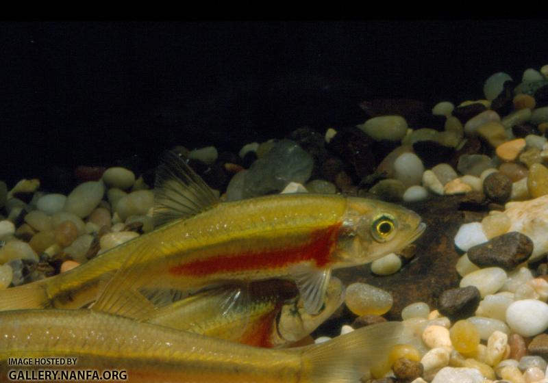 Redside dace (2)