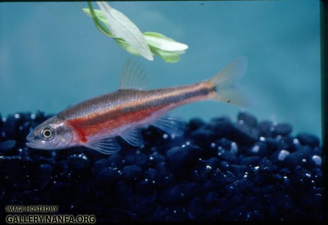 Rosyside Dace