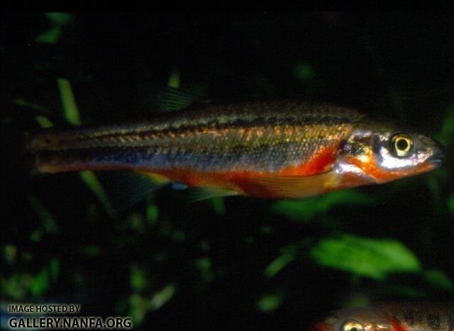 Southern Redbelly Dace (4)