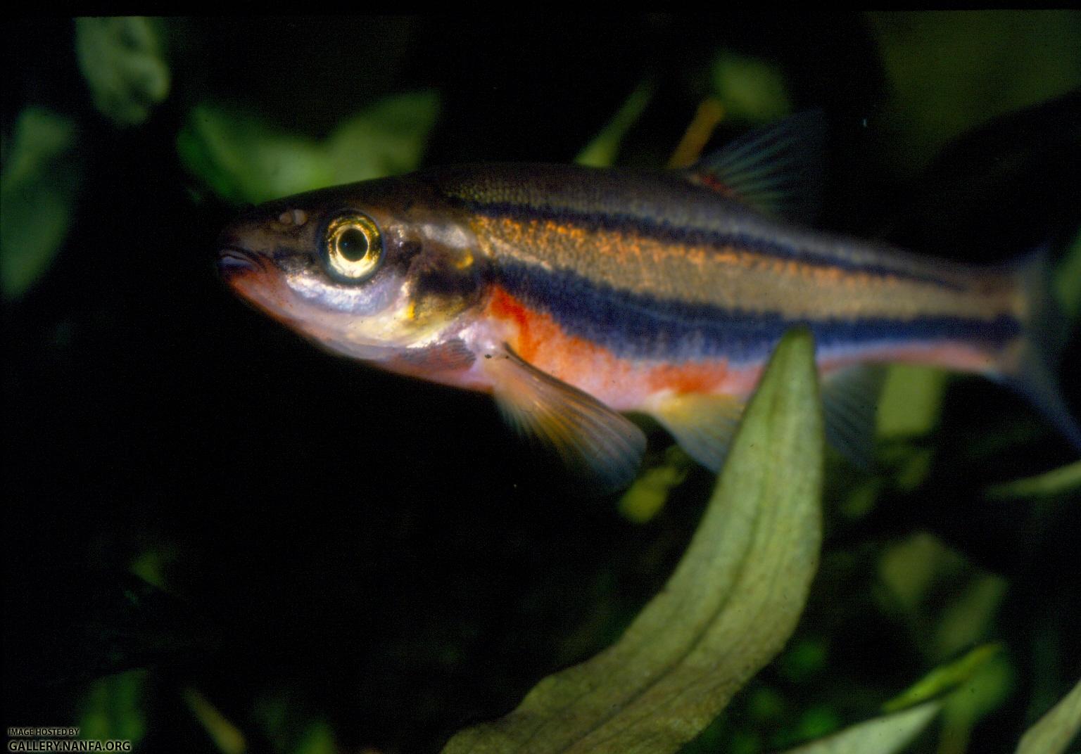 Southern Redbelly Dace (2)