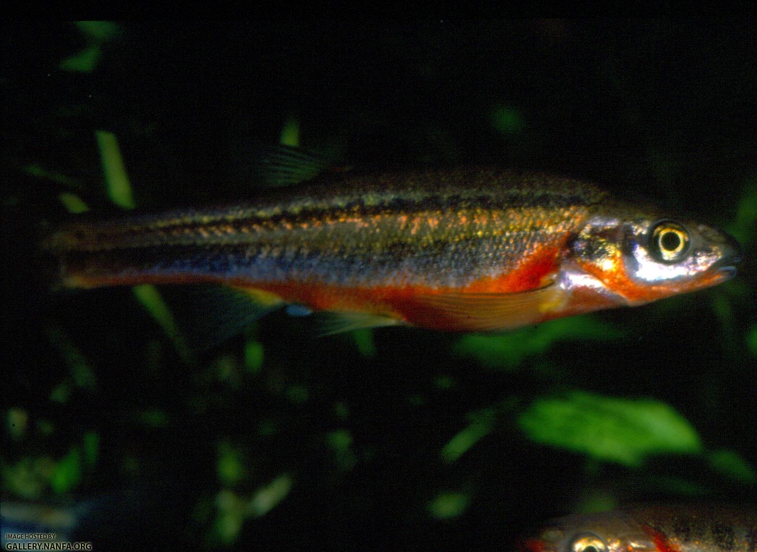 Southern Redbelly Dace (4)