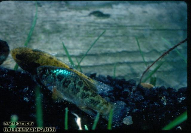 Cyprinodon Variegatus (2)