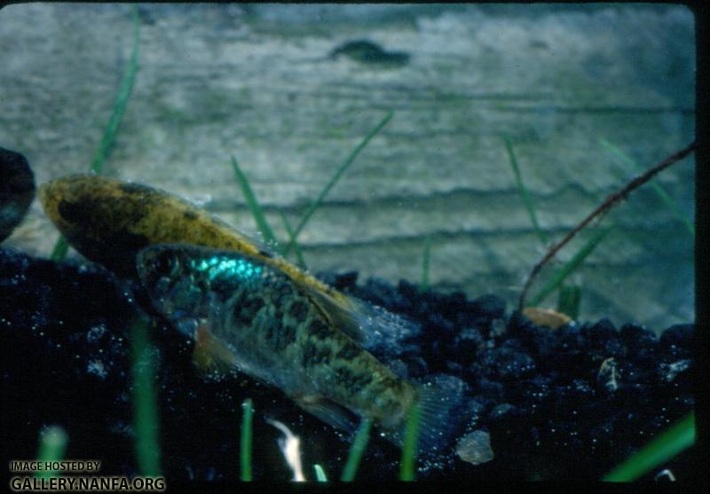 Cyprinodon Variegatus (2)