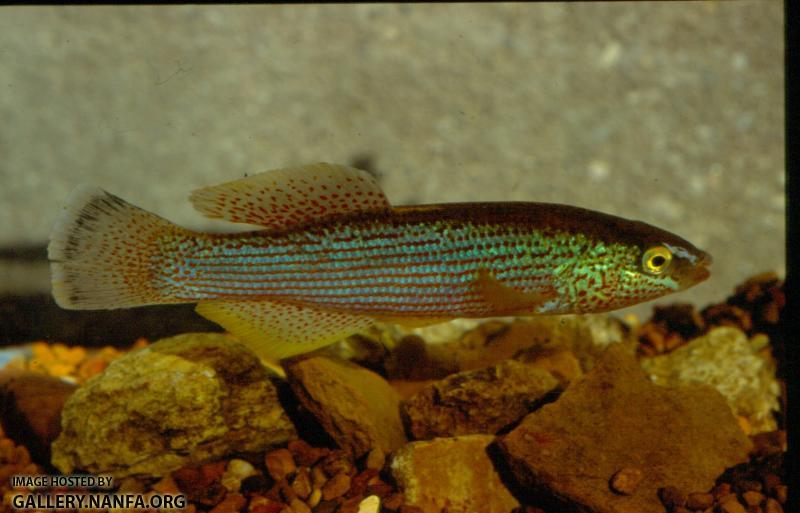 Northern Studfish (2)