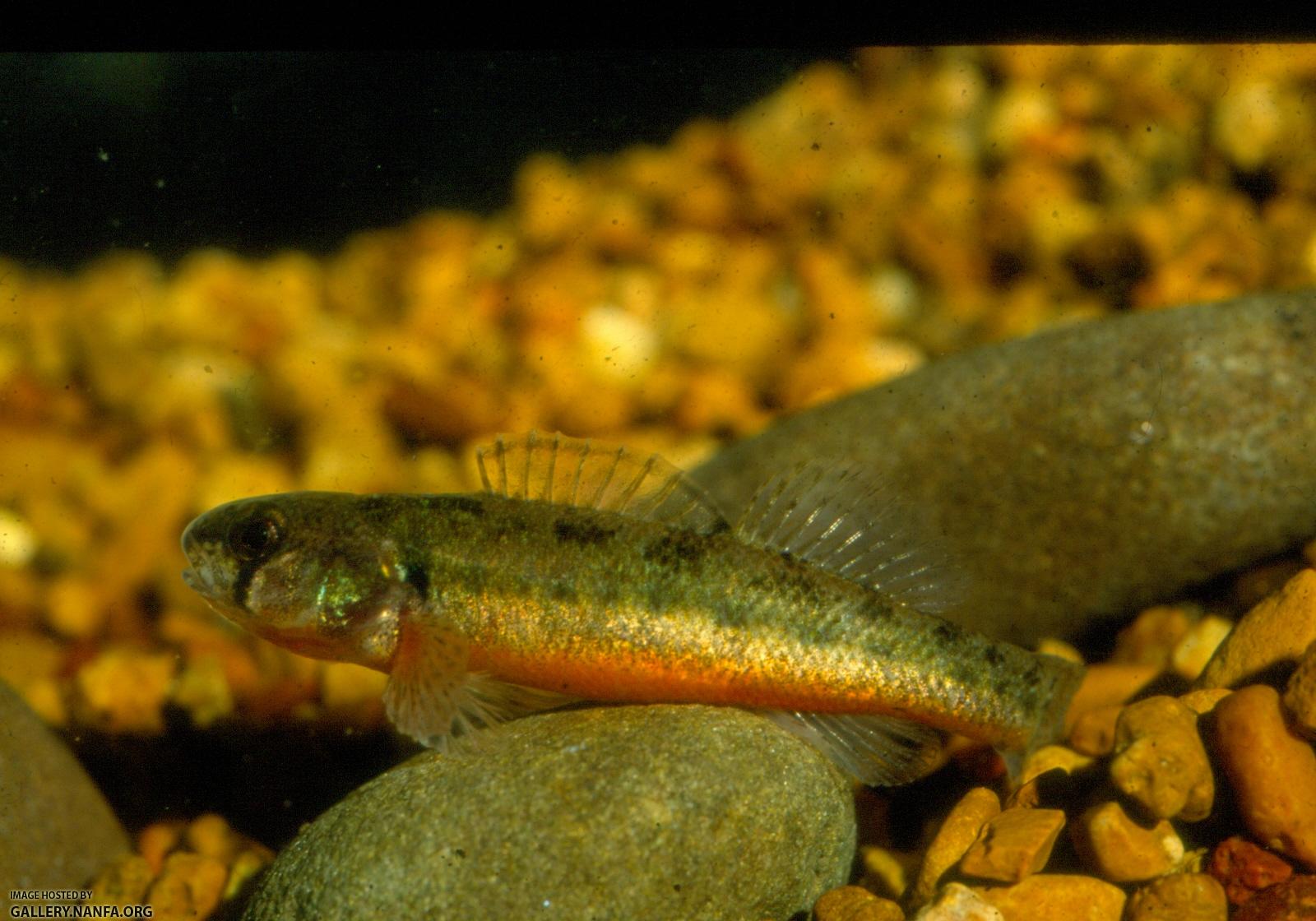 Arkansas Darter