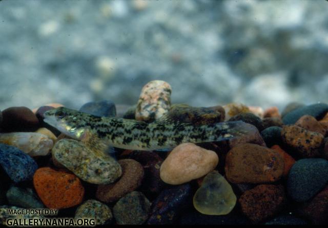 Carolina Darter