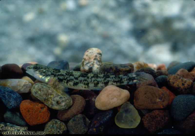 Carolina Darter