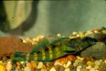 Greenside darter (2)