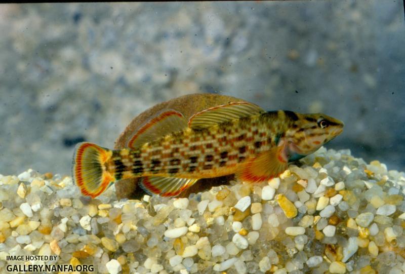 Redline Darter