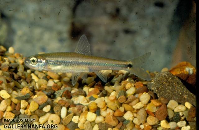 Coosa Shiner