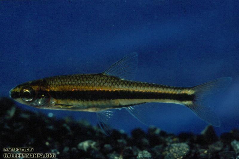 Ironcolor Shiner