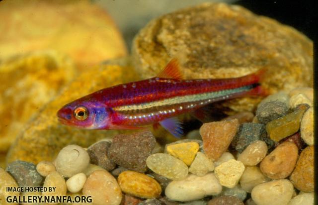 Rainbow Shiner (4)