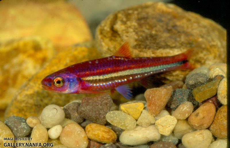 Rainbow Shiner (4)