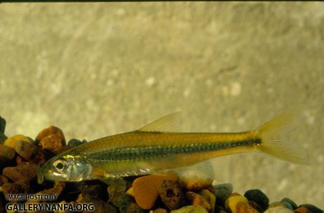 Spottail Shiner