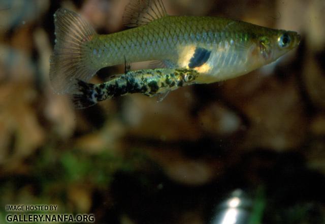 Gambusia Holbrooki (2)