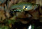 Gambusia Holbrooki (2)