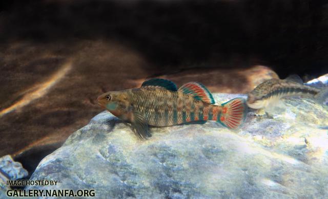 Male Rainbow Darter