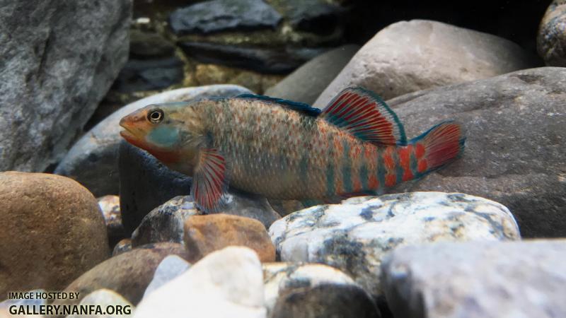 Male Rainbow Darter