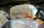 Rainbow darter with red tail