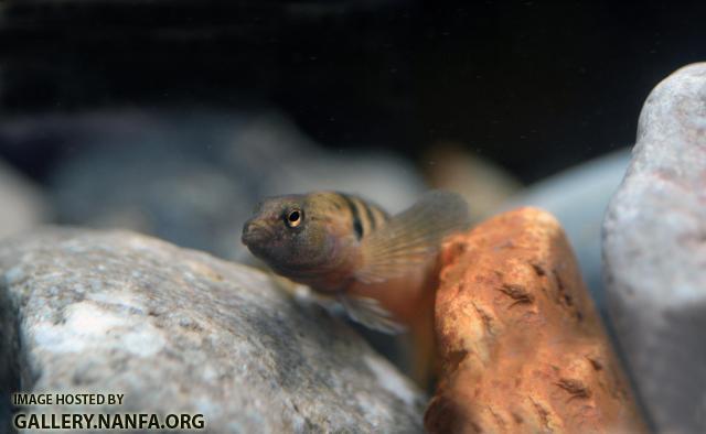 Male Fantail Face