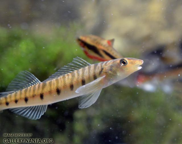 Perky Logperch