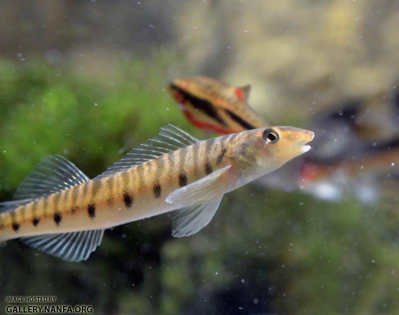 Perky Logperch