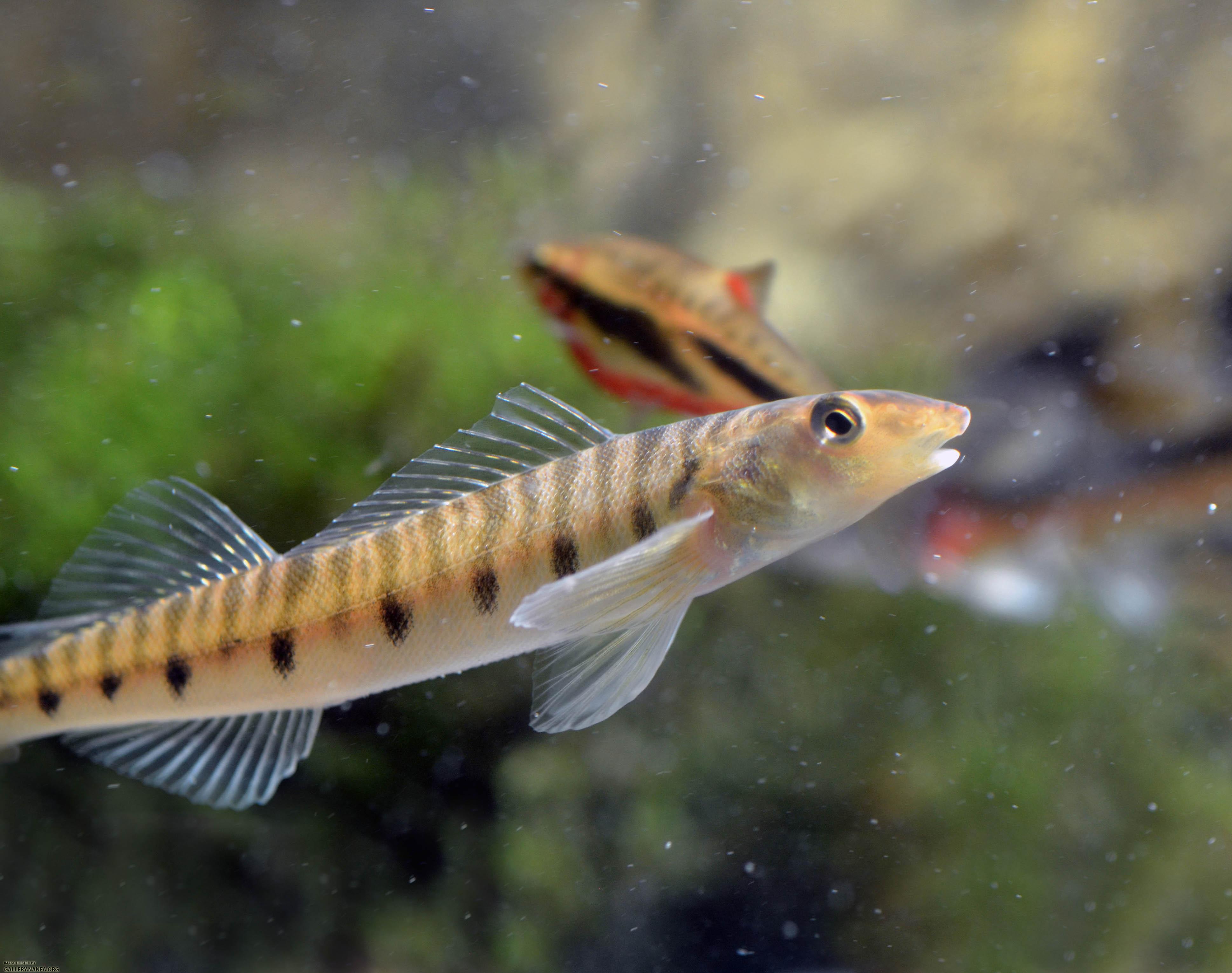 Perky Logperch