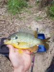 Redear Sunfish (Lepomis microlophus)