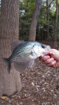 Black Crappie (Pomoxis nigromaculatus)